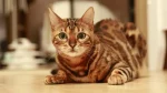 Bengal Cat photo