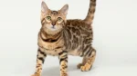 Bengal Cat photo