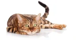 Bengal Cat photo