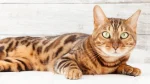 Bengal Cat photo