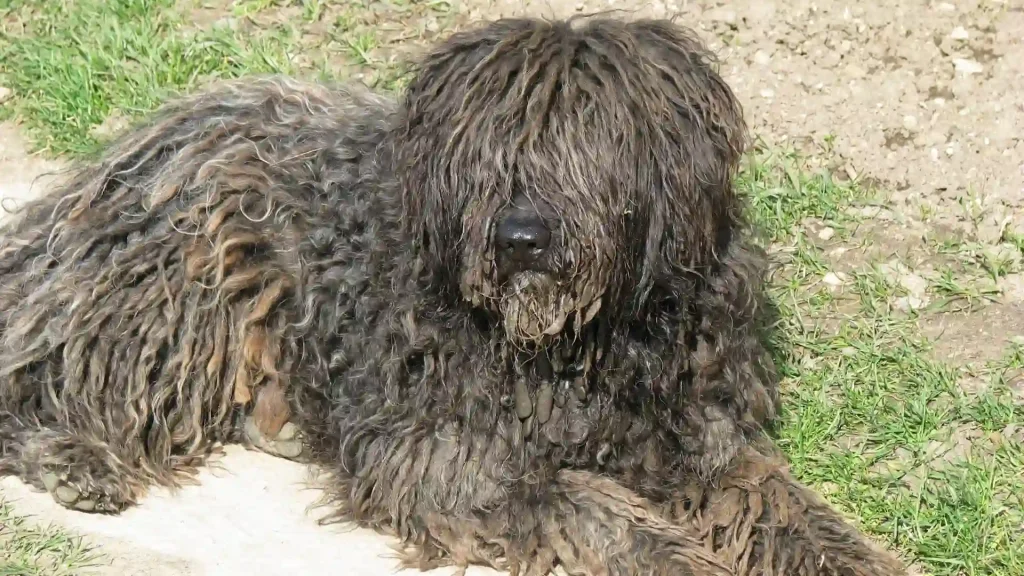 Bergamasco Dog photo