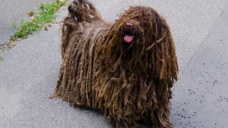 Bergamasco Dog photo