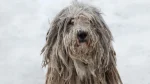 Bergamasco Dog photo
