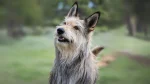 Berger des Picard Dog photo