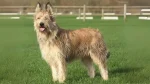 Berger des Picard Dog photo