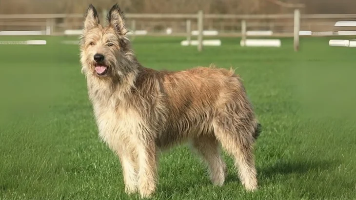 Berger des Picard Dog photo