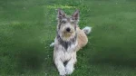 Berger des Picard Dog photo