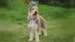 Berger des Picard Dog photo