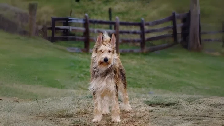 Berger des Picard Dog photo