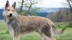 Berger du Languedoc Dog photo