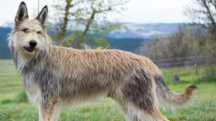 Berger du Languedoc Dog photo