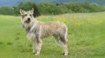 Berger du Languedoc Dog photo