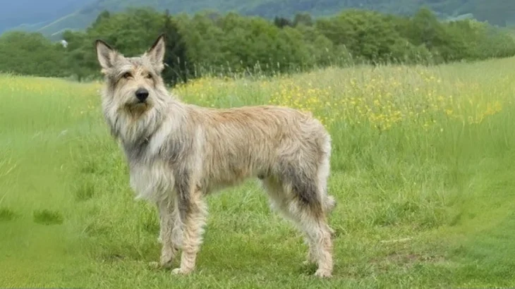 Berger du Languedoc Dog photo