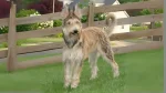 Berger du Languedoc Dog photo