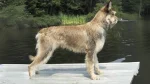 Berger du Languedoc Dog photo
