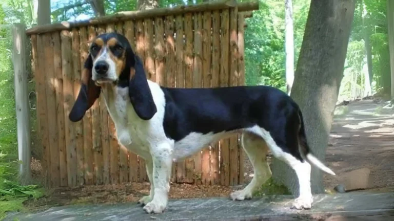 Bernese Hound Dog photo