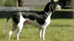 Bernese Hound Dog photo