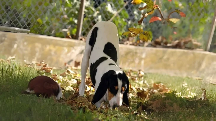 Bernese Hound Dog photo