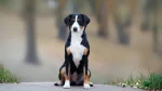 Bernese Hound Dog photo