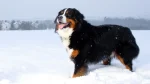 Bernese Mountain Dog Dog photo