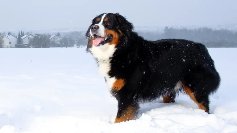 Bernese Mountain Dog Dog photo