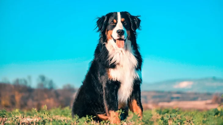 Bernese Mountain Dog Dog photo