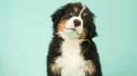 Bernese Mountain Dog Dog photo