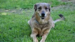 Bhagyari Kutta Dog photo
