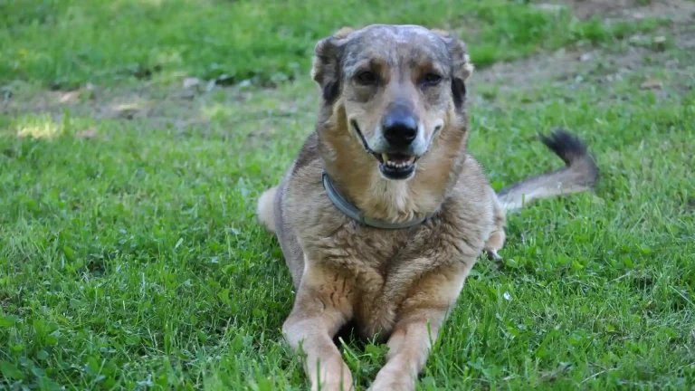Bhagyari Kutta Dog photo