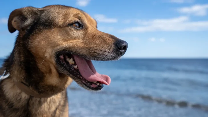Bhagyari Kutta Dog photo