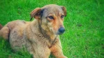 Bhagyari Kutta Dog photo