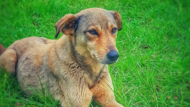 Bhagyari Kutta Dog photo