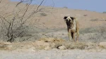 Bhagyari Kutta Dog photo