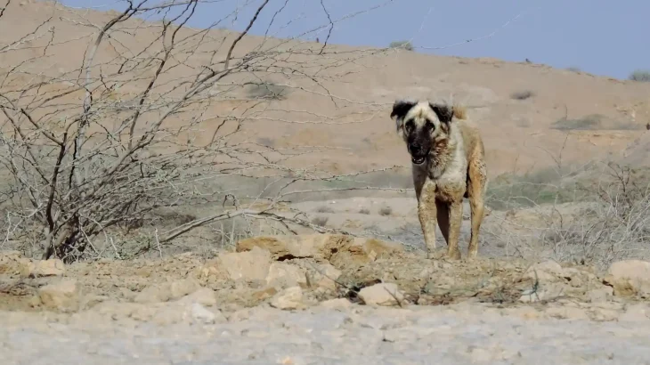 Bhagyari Kutta Dog photo