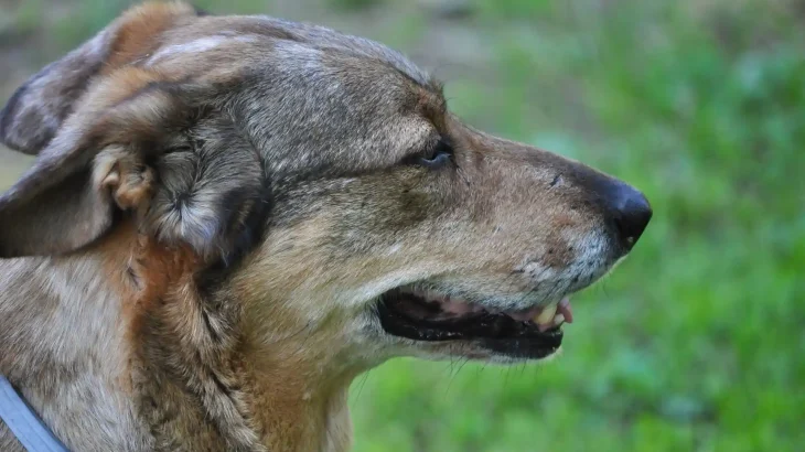 Bhagyari Kutta Dog photo
