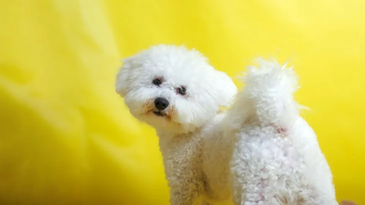 Bichon Frise Dog photo