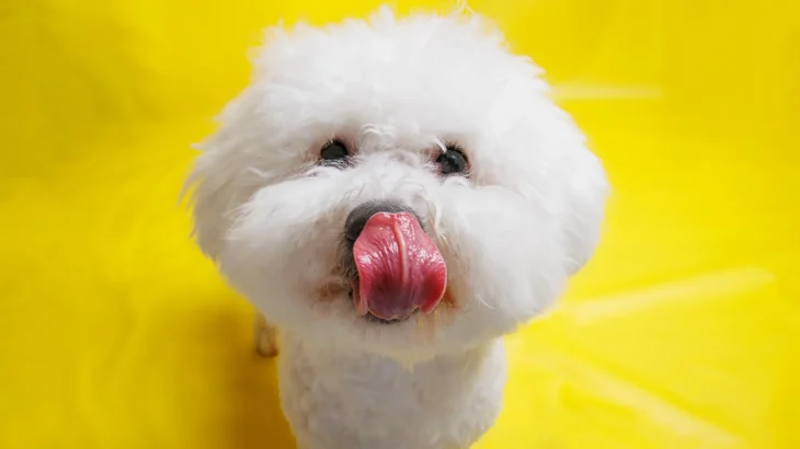 Bichon Frise Dog photo