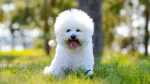 Bichon Frise Dog photo