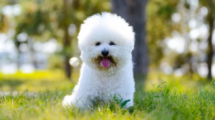 Bichon Frise Dog photo