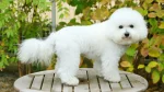 Bichon Frise Dog photo