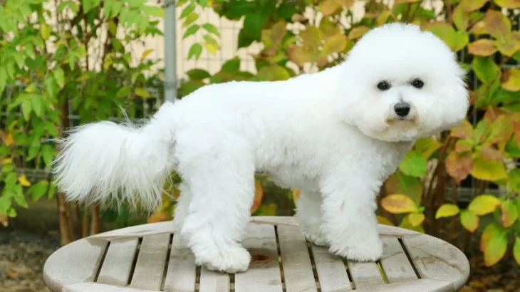 Bichon Frise Dog photo
