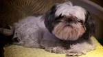Biewer Dog photo