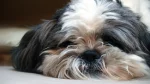 Biewer Dog photo