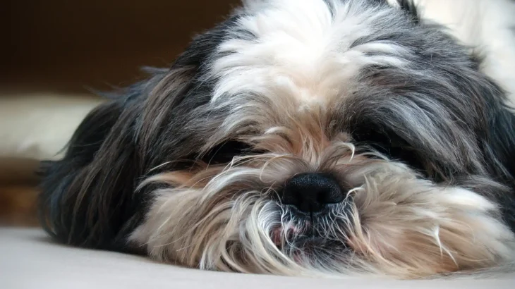 Biewer Dog photo