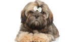 Biewer Dog photo