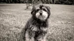 Biewer Dog photo