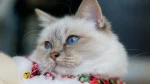 Birman Cat photo