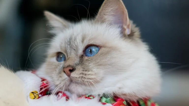 Birman Cat photo