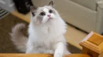 Birman Cat photo