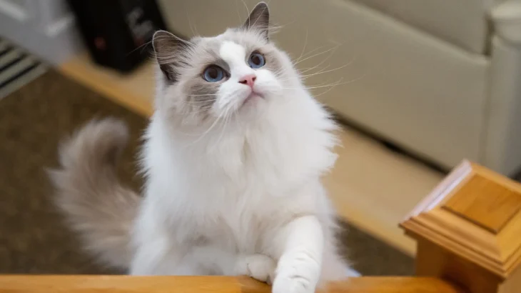 Birman Cat photo